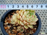 벤바디스 31-117 다육식물