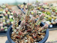 베이비서프라이즈 31-149 다육식물