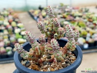 베이비서프라이즈 31-149 다육식물