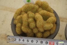 (5月)황금사69 다육식물