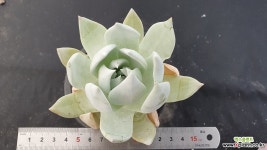 브리트니교배종5974 다육식물