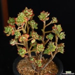 중대품 구미리 1 다육식물