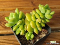 샹그릴라 다육식물