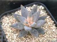 웅구아쿨라타219 다육식물