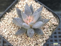 웅구아쿨라타219 다육식물