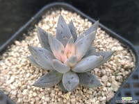 웅구아쿨라타219 다육식물