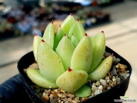 골드동운교배종 61-409 다육식물