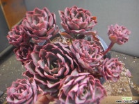 레드핑클군생대품 514*-2542 다육식물