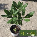 만병초 빨강 (섬진달래/노지월동/농장직거래초특가) 지름 15cm 중대품화분 목본류