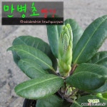 만병초 빨강 (섬진달래/노지월동/농장직거래초특가) 지름 15cm 중대품화분 목본류
