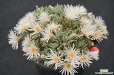 996 별의눈물(백화) 다육식물