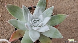 환엽블러쳐스 분지중05151 다육식물
