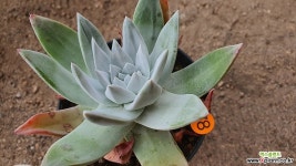 환엽블러쳐스 분지중05151 다육식물