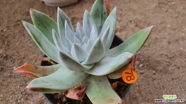 환엽블러쳐스 분지중05151 다육식물