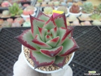 (New item)로즈팜5-1056 다육식물