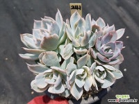 섭세실리스금241 다육금