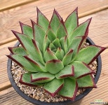 칼멘레드 다육식물