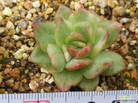 에보니금 다육금