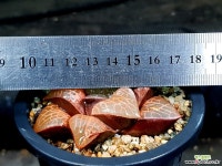 수정콤프토니아 66- 하월시아