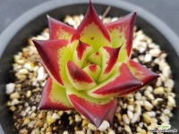 딥블루6374 다육식물