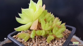 457.하월시아 다육식물