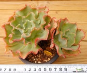 도로시 다육식물