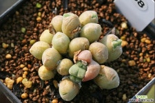C. saxetanum H4706 삭스타넘 코노피튬