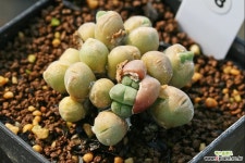 C. saxetanum H4706 삭스타넘 코노피튬