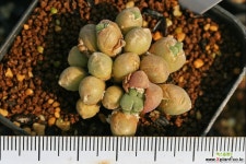 C. saxetanum H4706 삭스타넘 코노피튬