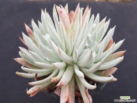 누비제나6595 다육식물