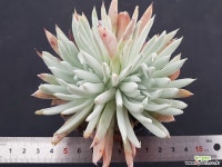 누비제나6595 다육식물