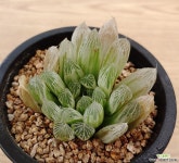 공작옥루금 하월시아