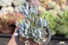 청월 0525-26  다육식물