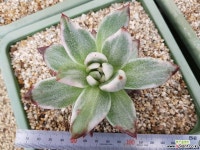 마리아백금(대형종) 다육금