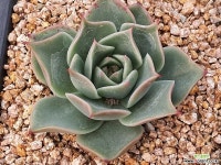 제이드스타A타입 405-8295 다육식물