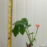 산호유동#1 야생화