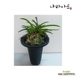 주천왕(대)/풍란/동양란/서양란/명품란/난/식물/공기정화식물/꽃/농장/난/나라아트 풍란(보급종)