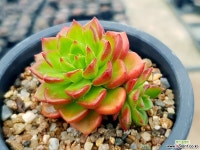 레티지아쨉 45-272 다육식물