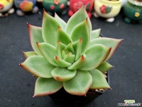 탈론 5-747 다육식물