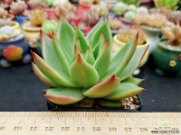 탈론 5-747 다육식물