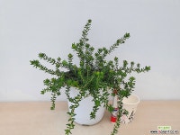 유매(꽃대수형) 야생화