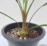 [단품할인]부티아카피타타(Butia capitata)#1 목본류