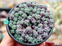 희성미인 다육식물