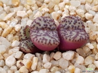 C.obcordellum 홍문 (분채배송) 코노피튬