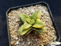 신동금264 다육금