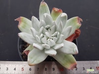 노마6946 두들레야