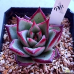 로즈팜,7311 다육식물