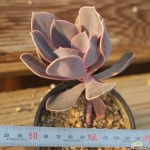 뉴헨의진주 0530-57 다육식물