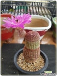 자태양 실생 선인장