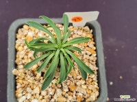 괴마옥 531 _ WO 71 다육식물